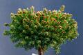 Picea abies Hasin IMG_2746 Świerk pospolity